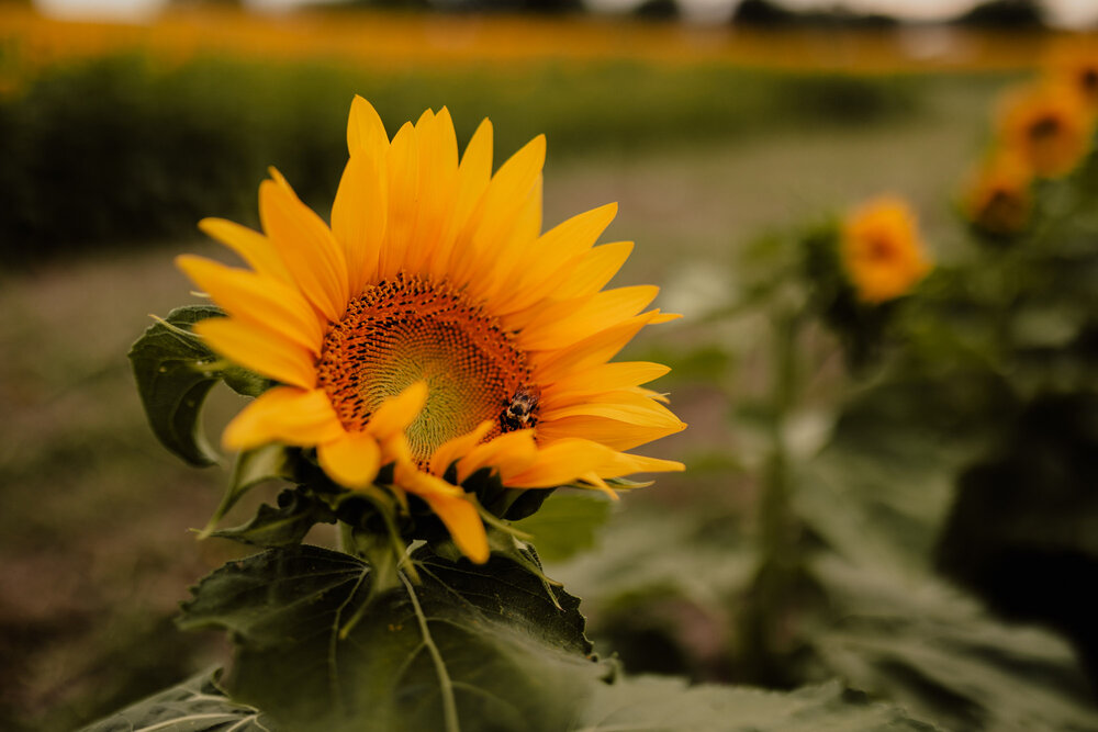 Sunflower-Anniversary-by-Kara-McCurdy-16.jpg