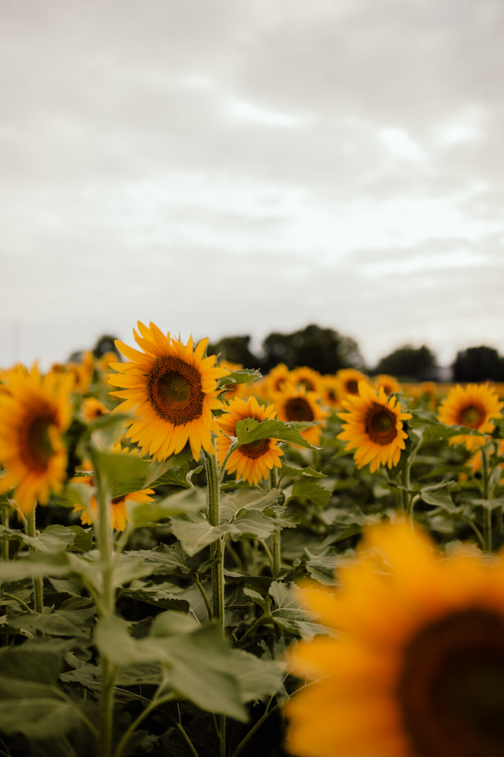 Sunflower-Anniversary-by-Kara-McCurdy-41.jpg